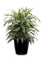 Inscape Indoor Plant - Best Indoor Plant Provider  image 6